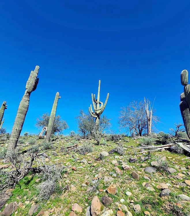 saguaro